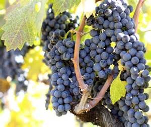 Zinfandel Grapes