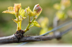 vines bud break