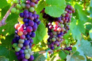 vines veraison