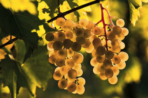Viognier Grapes Growing at Vineyard at Puddicombe Farms, Niagara Peninsula, Ontario, Canada. --- Image by © Henry Georgi/All Canada Photos/Corbis
