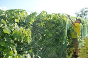 vineyardnetting