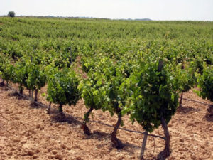 tempranillo vines