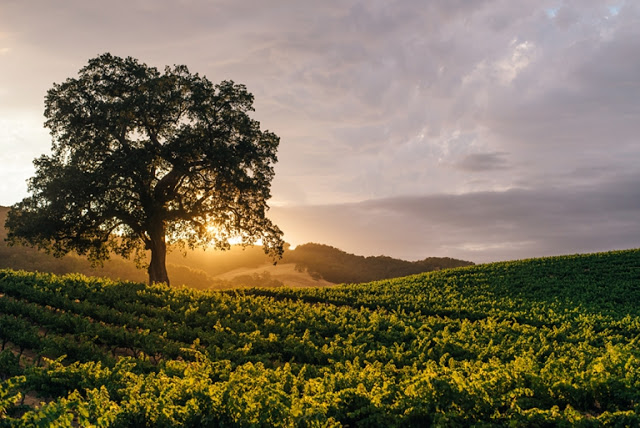 Summer Vineyard at Sunset