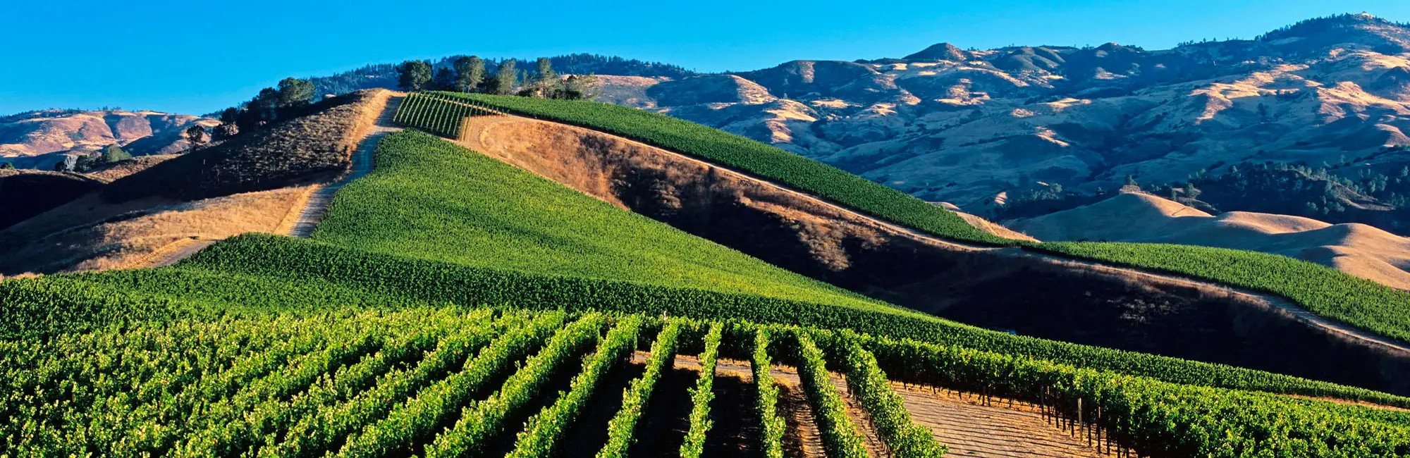 Santa Barbara Wine Tours