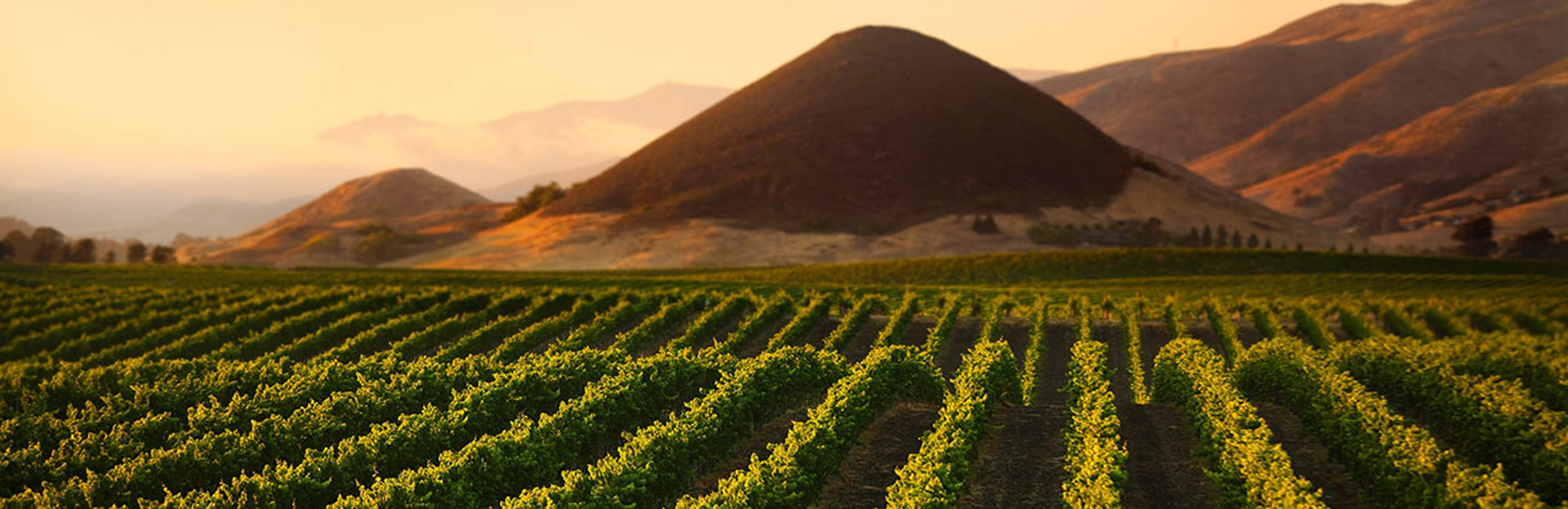 SLO Coast Wine Tours